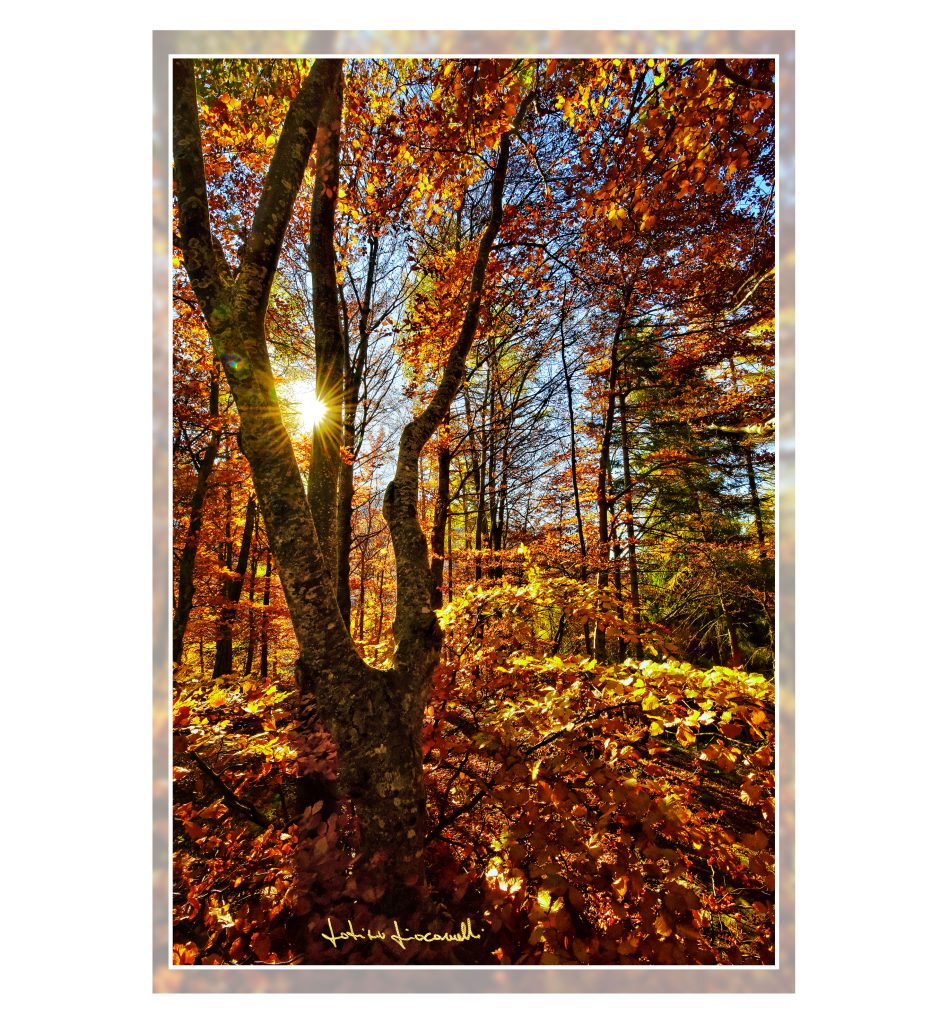 "Foresta di Giazza" Lessinia Verona